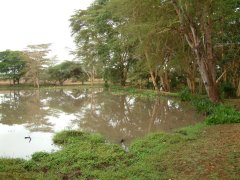 03-The hippo pond